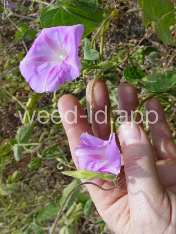 morningglory, tall